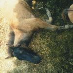 Angora ex Notka - lato 1999<br />&copy; kejti