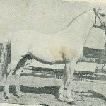 Łysy Pan