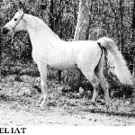 Eliat
