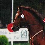 Olivetto - finały Championatów Młodych Koni - Legia Warszawa 2001r