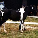 Florynka<br />&copy; Ireneusz Lipnicki