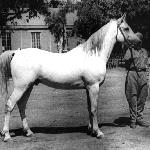 Shahloul