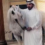 Palestra - Palestra with Sheikh Abdulla<br />&copy; Al Zobair Stud