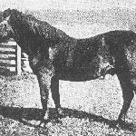 Goral-9