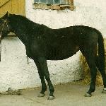 Hosanna - kl.Hosanna /Kadyny 1994<br />&copy; A.Tomaszewska