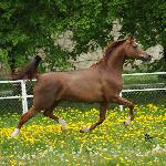 Fallada - Fallada 2009<br />&copy; Stuart Vesty
