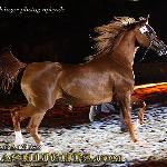 Fallada - Fallada 2009<br />&copy; Irina Filsinger
