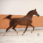 Fallada - Maj 2009<br />&copy; Stuart Vesty