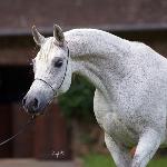 Wieża Babel<br />&copy; Lutetia Arabians