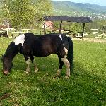 Głuszec - Głuszec<br />&copy; Patrycja Ruszaj<br /><i>Bacówka Biały Jeleń Iwkowa</i>