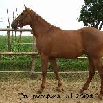 Jawor