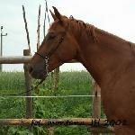 Jawor