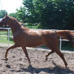 Amaltea