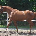 Amaltea