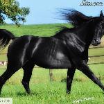 Simeon Sadik