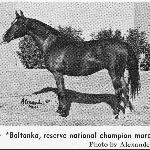 Boltonka