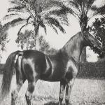 Ibn Rabdan
