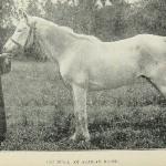 Ibn Nura