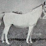 Farida