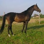 Bartek