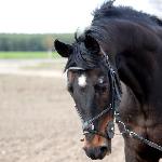 Bartek