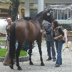 Robertina<br /><i>Polagra 2007</i>