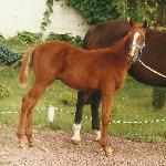 Lord Chamberlain HL - 1999 r