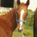 Lord Chamberlain HL - 1999 r