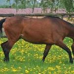 Pasja