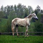 Tomek - Tomek<br />&copy; Dorota Jesionka