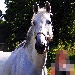 Tomek
