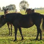 Ifa