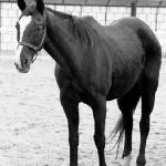 Oszawa<br />&copy; zdjęcie autorstwa fundacji Pegasus