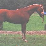 Drabik