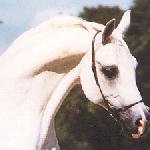 Dardir