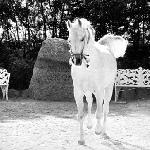 Dardir