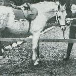 Dardir - Dardir / Blommerod Stud