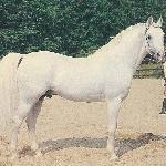 Dardir
