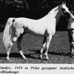 Dardir