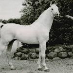 Dardir