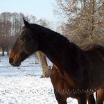 Granulat - 2013-03-23