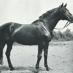 Totilas