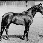 Donauwind
