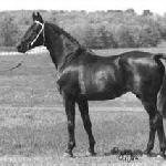 Donauwind