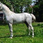 Amarant