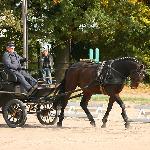 Massino - Zaprzęgowa próba dzielności ogierów ras szlachetnych<br />&copy; faraa