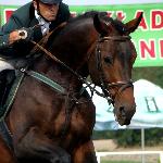 Contendel L - Sportowy Czempionat Polski Młodych Koni 2011, pod Krzysztofem Mikołajczakiem<br />&copy; Aleksandra Kowalska