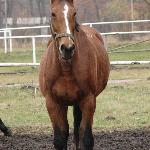 Grewa - Grewa<br /><i>Kadyny 10.11.2009 r.</i>