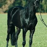 Heraldik