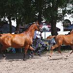 Altea - Altea z og. Amerigo (po Eden C) 2009<br />&copy; Irina Filsinger